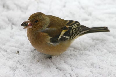 Résultat de recherche: Est-elle bonne, cette graine ? (1)