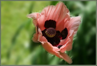 Œuvre de danque: Pavot.