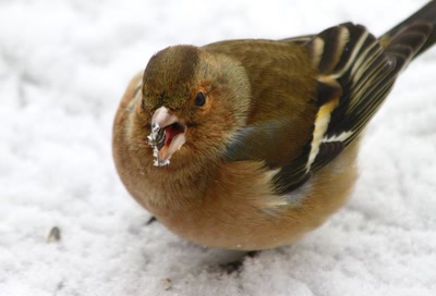 Résultat de recherche: Est-elle bonne, cette graine ? (2)