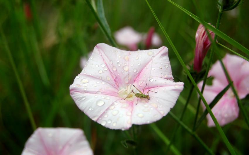 la belle et la bête