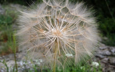 Œuvre de toe: avant de m'envoler