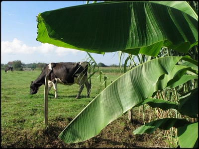 Résultat de recherche: Gobe-vaches...