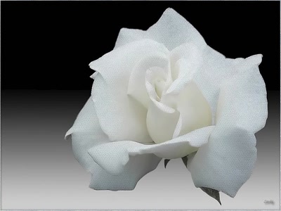 Résultat de recherche: Rose 210110