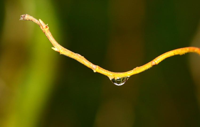 Goutte dans le bois