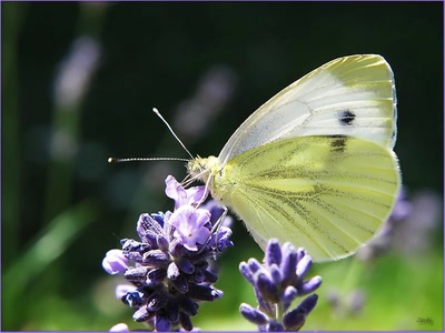 Résultat de recherche: Papillon Pieride Du Chou 2009 3