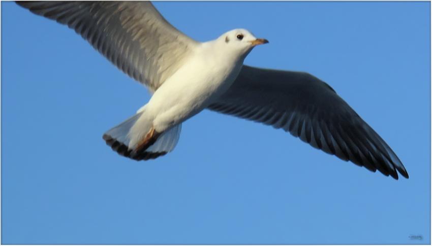 Mouette 24110 2