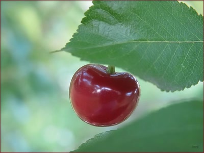 Résultat de recherche: Cerise 2009