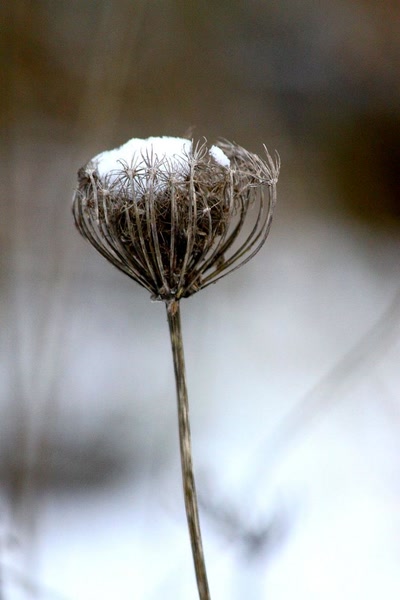 Résultat de recherche: Quelques flocons (2)