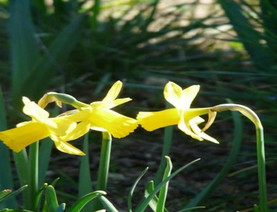 Œuvre de libellule: jonquille