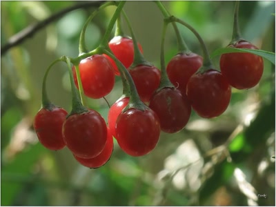 Résultat de recherche: Fruits sauvages