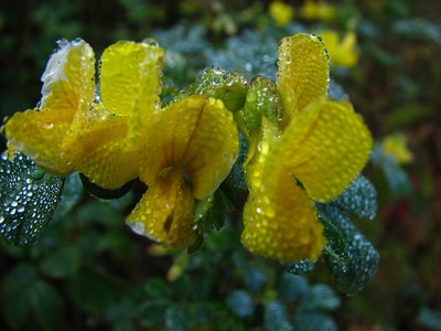 Résultat de recherche: Entre rosée et gelée 