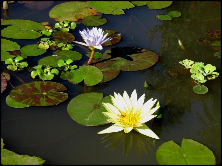 Nénuphars...