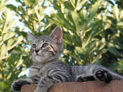 Résultat de recherche: Je domine le monde !