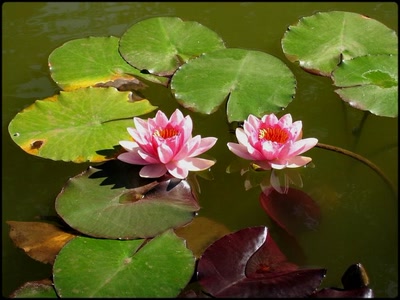 Œuvre de Claudius: Nénuphars...