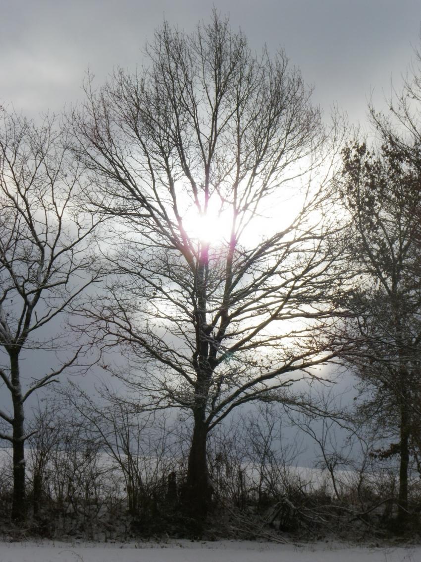 Soleil d'hiver