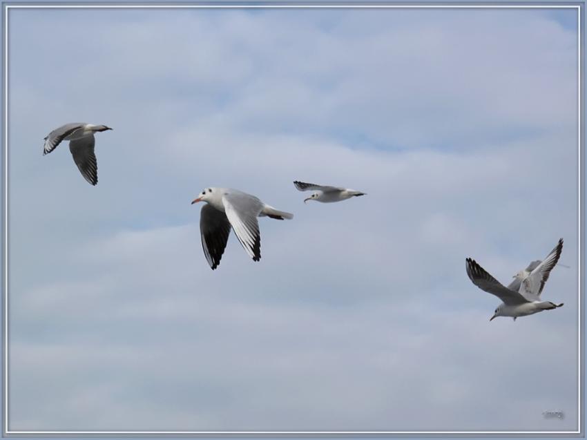 Les mouettes 20210