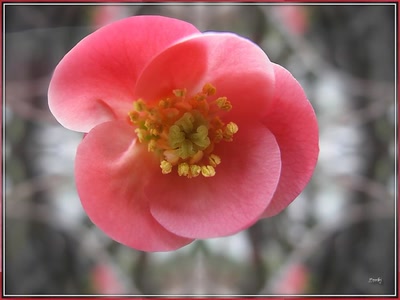 Œuvre de Zvrki: Fleur 2009