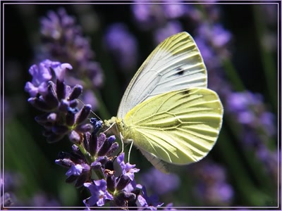 Résultat de recherche: Papillon Pieride Du Chou 2009