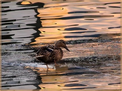 Résultat de recherche: Canard 2008 2