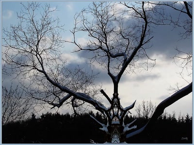 Résultat de recherche: Arbre 2009 2