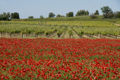 Œuvre de danque: Champ de coquelicots.