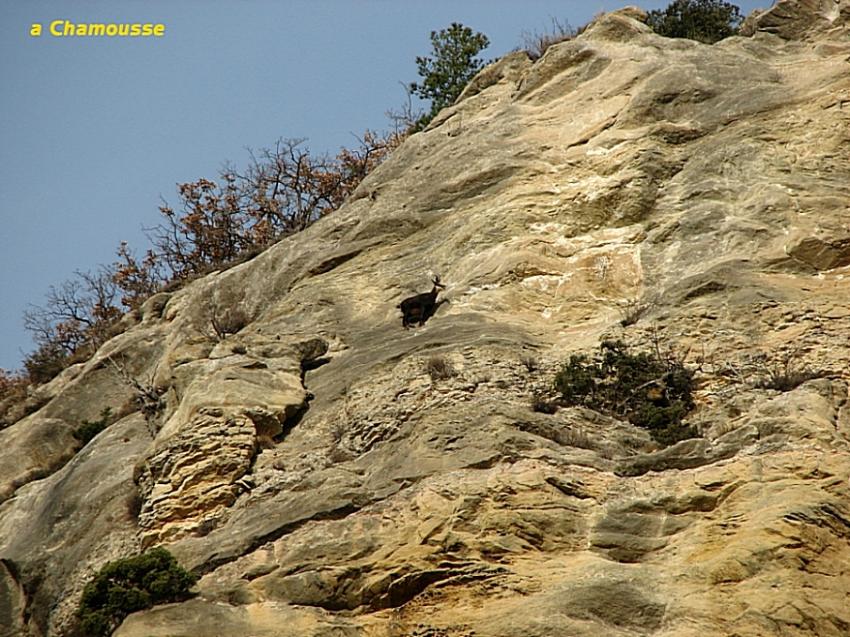 Chamois a Chamousse