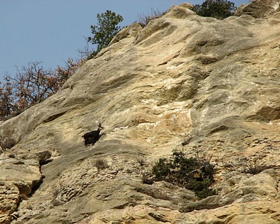 Chamois à Chamousse 