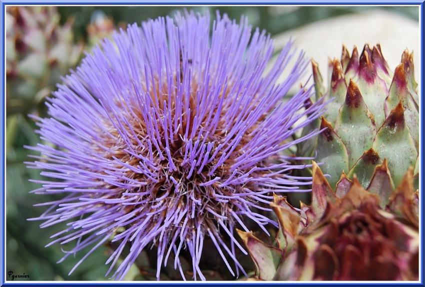 Fleur  d’artichaut 