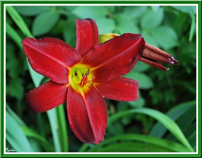 Œuvre de Pgarnier: Fleur  de printemps.