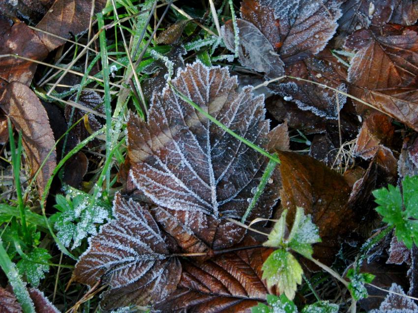 Feuilles givrées
