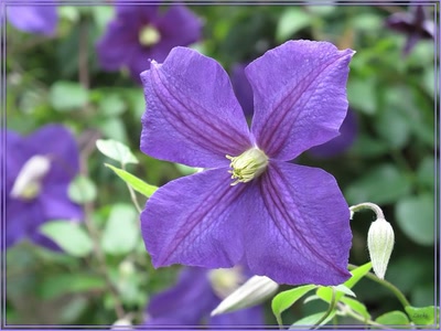 Résultat de recherche: Clématite