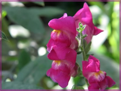 Résultat de recherche: Fleurs 2009