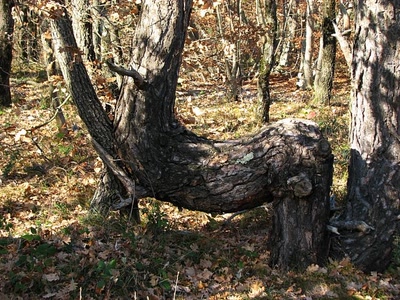 Résultat de recherche: Statue naturelle