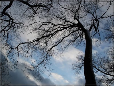 Résultat de recherche: Arbre 271208 2