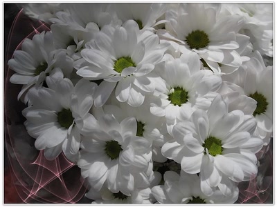 Résultat de recherche: Fleurs 2009 2b