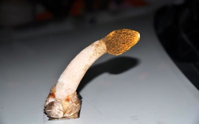 drôle de champignon