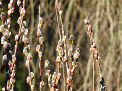 Œuvre de Alle: Chattons