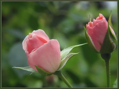 Résultat de recherche: Roses