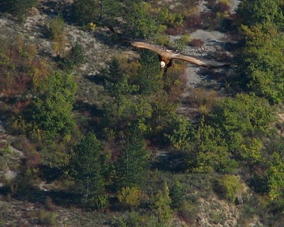 Vautour fauve a Remuzat .