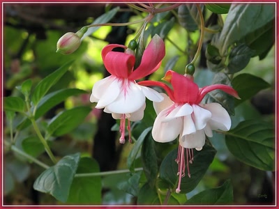 Œuvre de Zvrki: Fuchsia