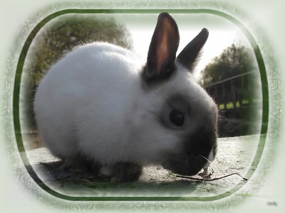 Œuvre de Zvrki: Lièvre 2009