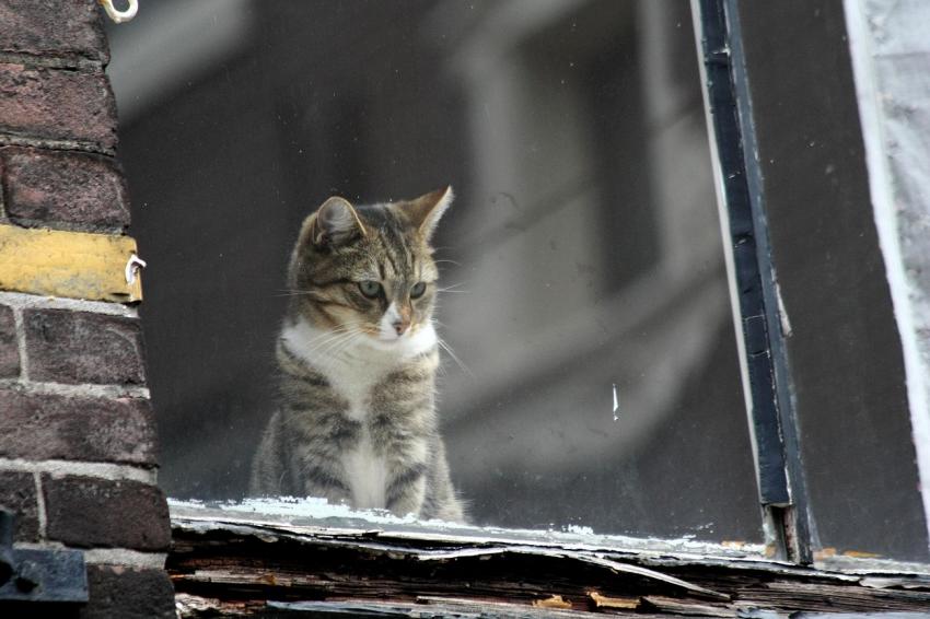 Amsterdam (24)  Qu'est-ce qu'il y a en bas ?