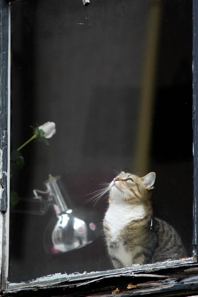 Résultat de recherche: Amsterdam (23)  Qu'est-ce qu'il y a en haut ?