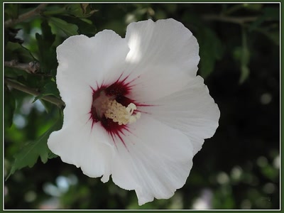 Œuvre de Zvrki: Fleur 2009