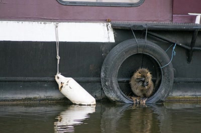 Œuvre de danque: Ragondin sur le canal du midi.