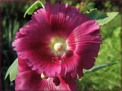 Résultat de recherche: Fleur Rose trémière 