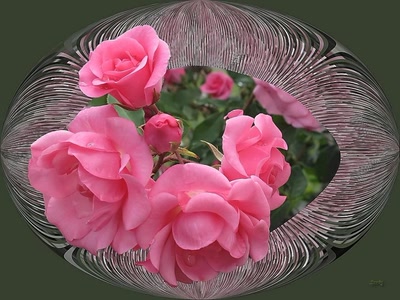 Résultat de recherche: Roses 2