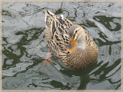 Résultat de recherche: Canard 2009 5