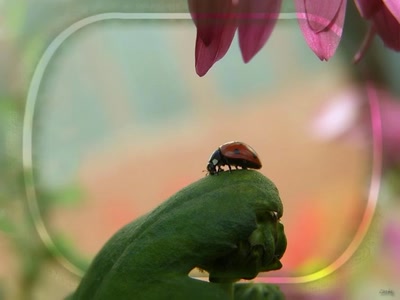 Résultat de recherche: Coccinelle 61108