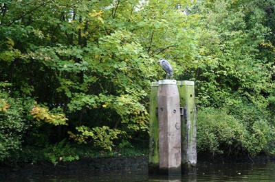 Résultat de recherche: Amsterdam (34) Héron sur pilotis